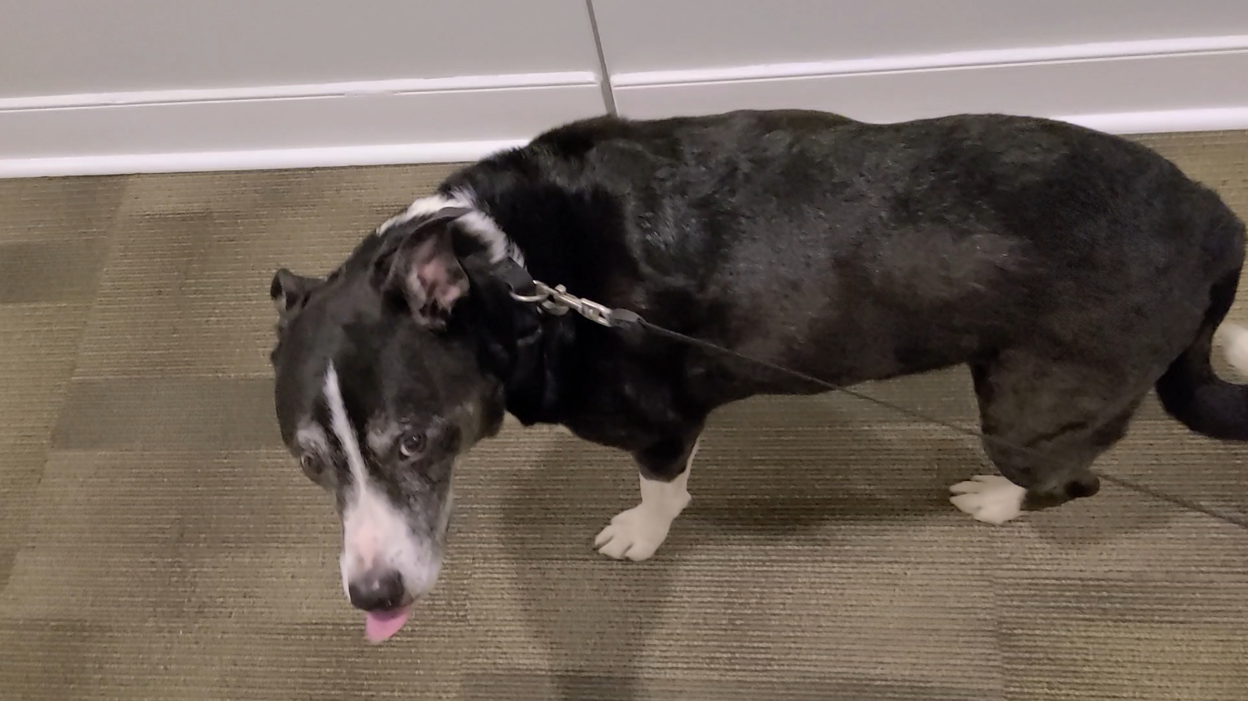 Limping Down the Hall